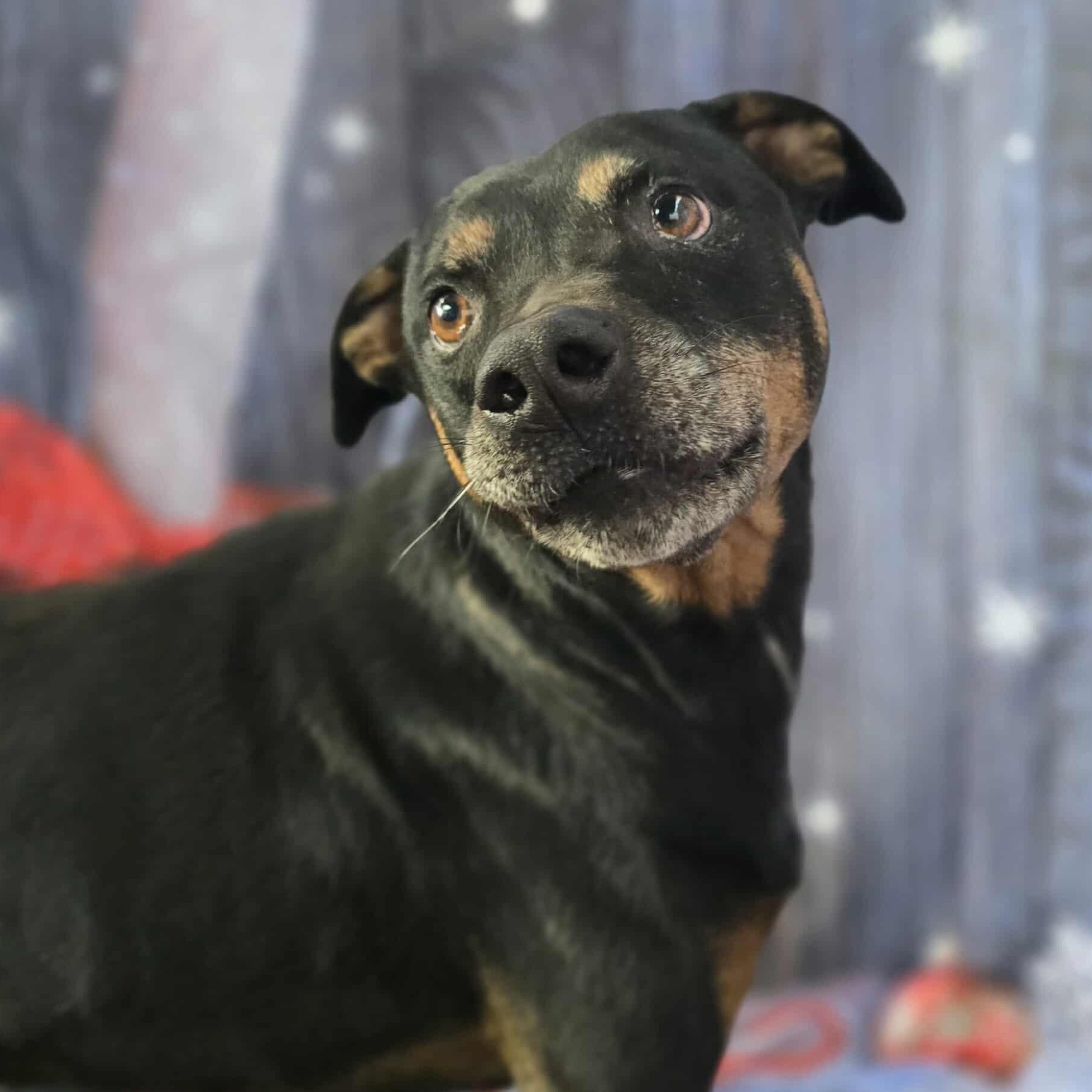 Talbert — thumbnail 5