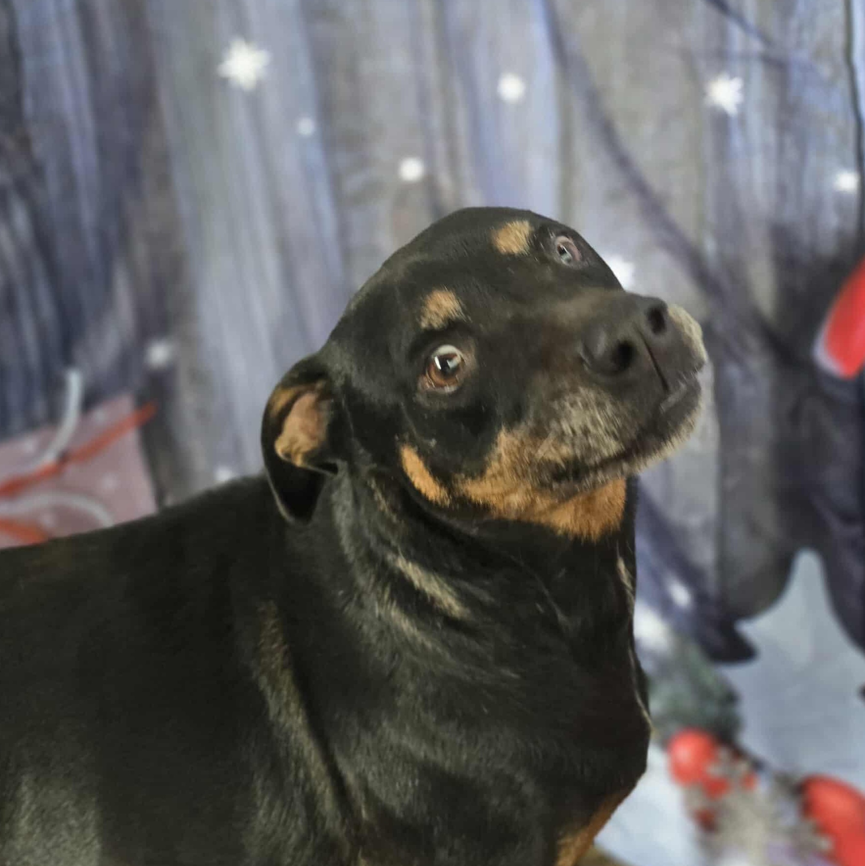 Talbert — thumbnail 6