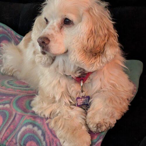 Enlarge Sunshine C 26087 aka Sunny, a Adoptable Cocker Spaniel in Parker, CO image 2/4