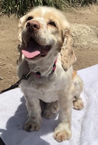 Enlarge Sunshine C 26087 aka Sunny, a Adoptable Cocker Spaniel in Parker, CO image 1/1