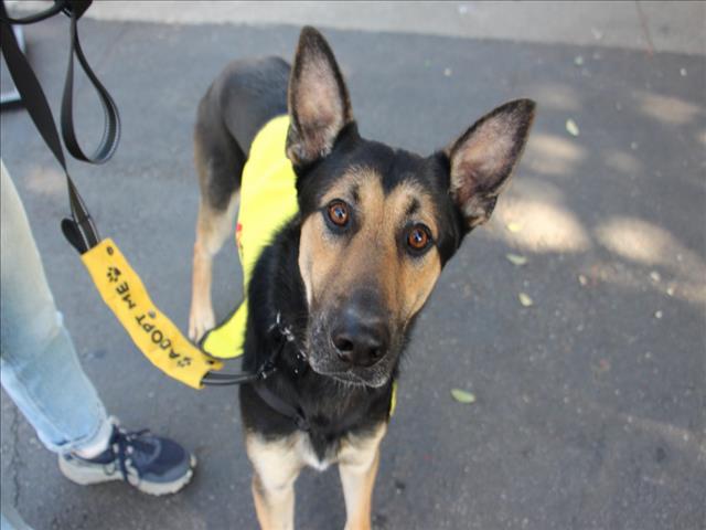 Enlarge BOONE, a Adoptable German Shepherd Dog in Van Nuys, CA image 1/1