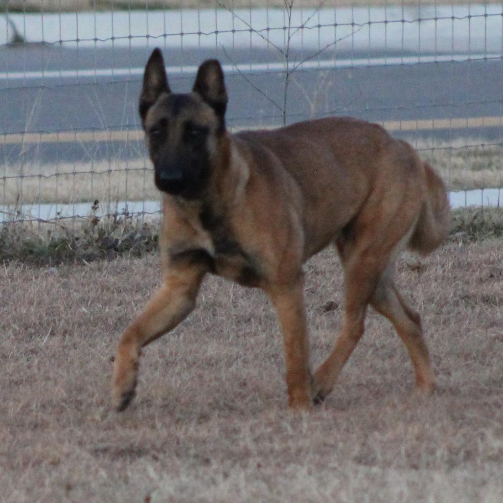 Enlarge Aura, an adoptable Belgian Shepherd / Malinois in Temple, TX image 2/3