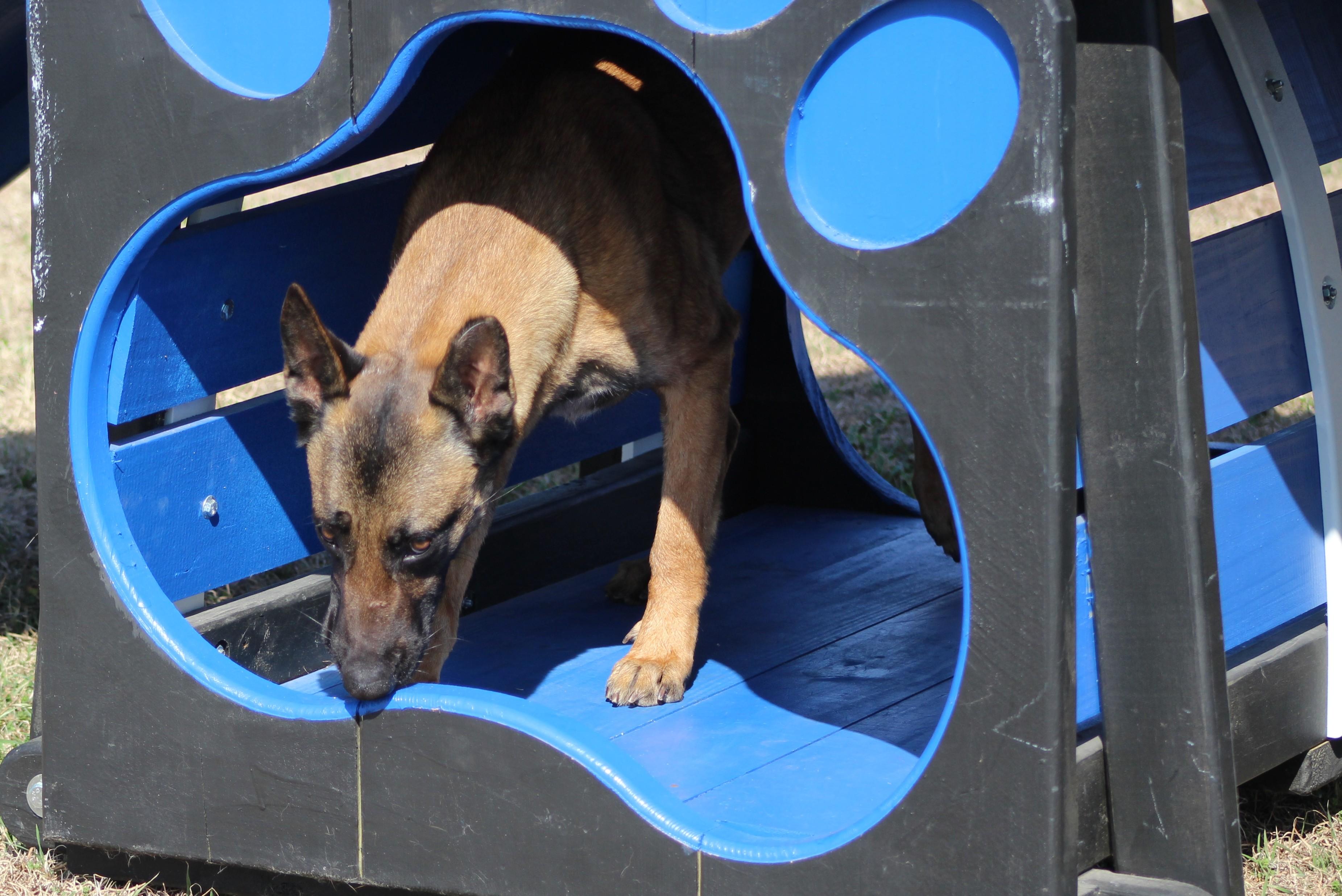 Aura, adoptable, Adult Female Belgian Shepherd / Malinois.