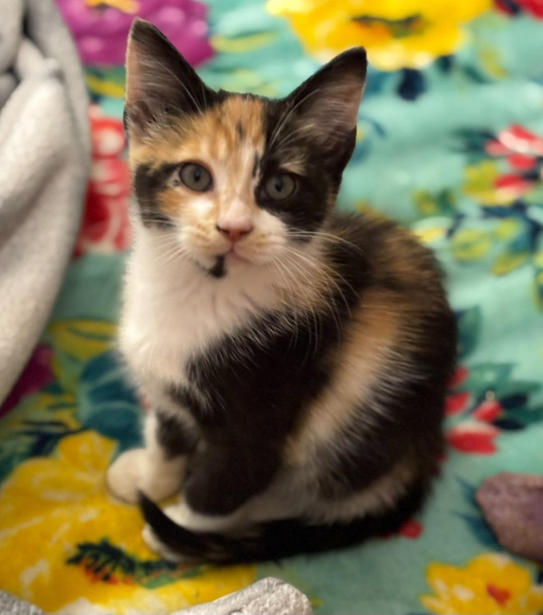 Sadie, Adoptable, Young Female Domestic Short Hair.