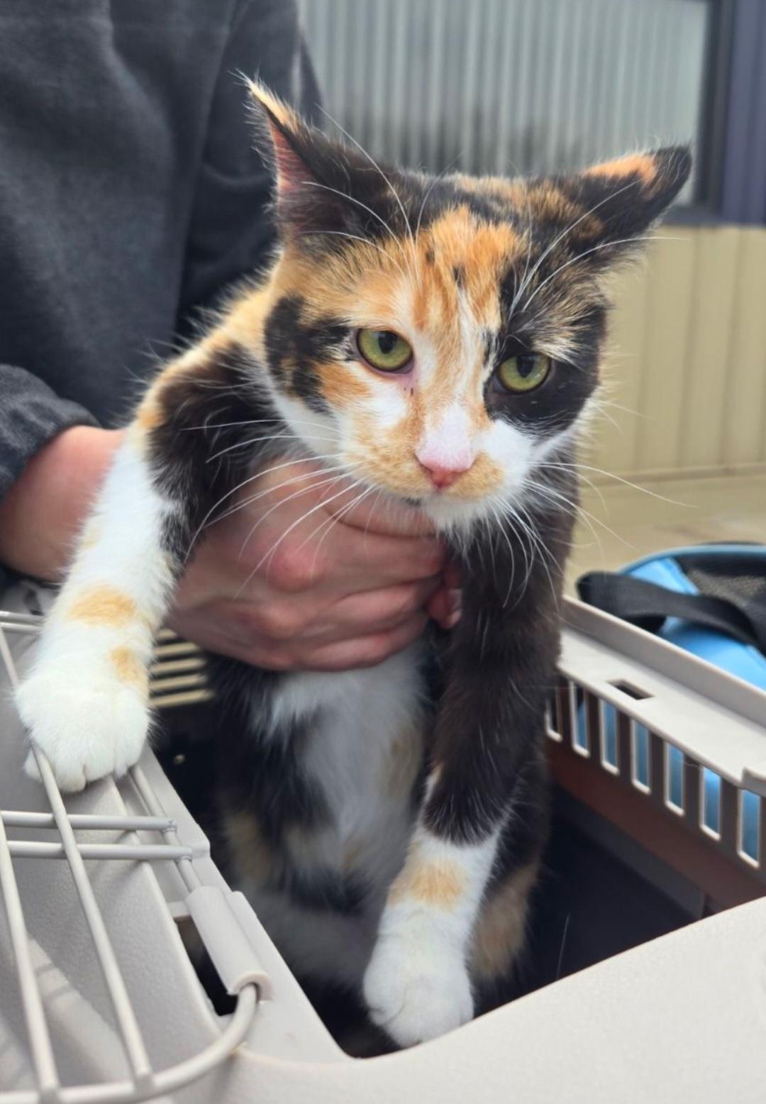 Enlarge Sadie, a Adoptable Domestic Short Hair in merrillville, IN image 2/2