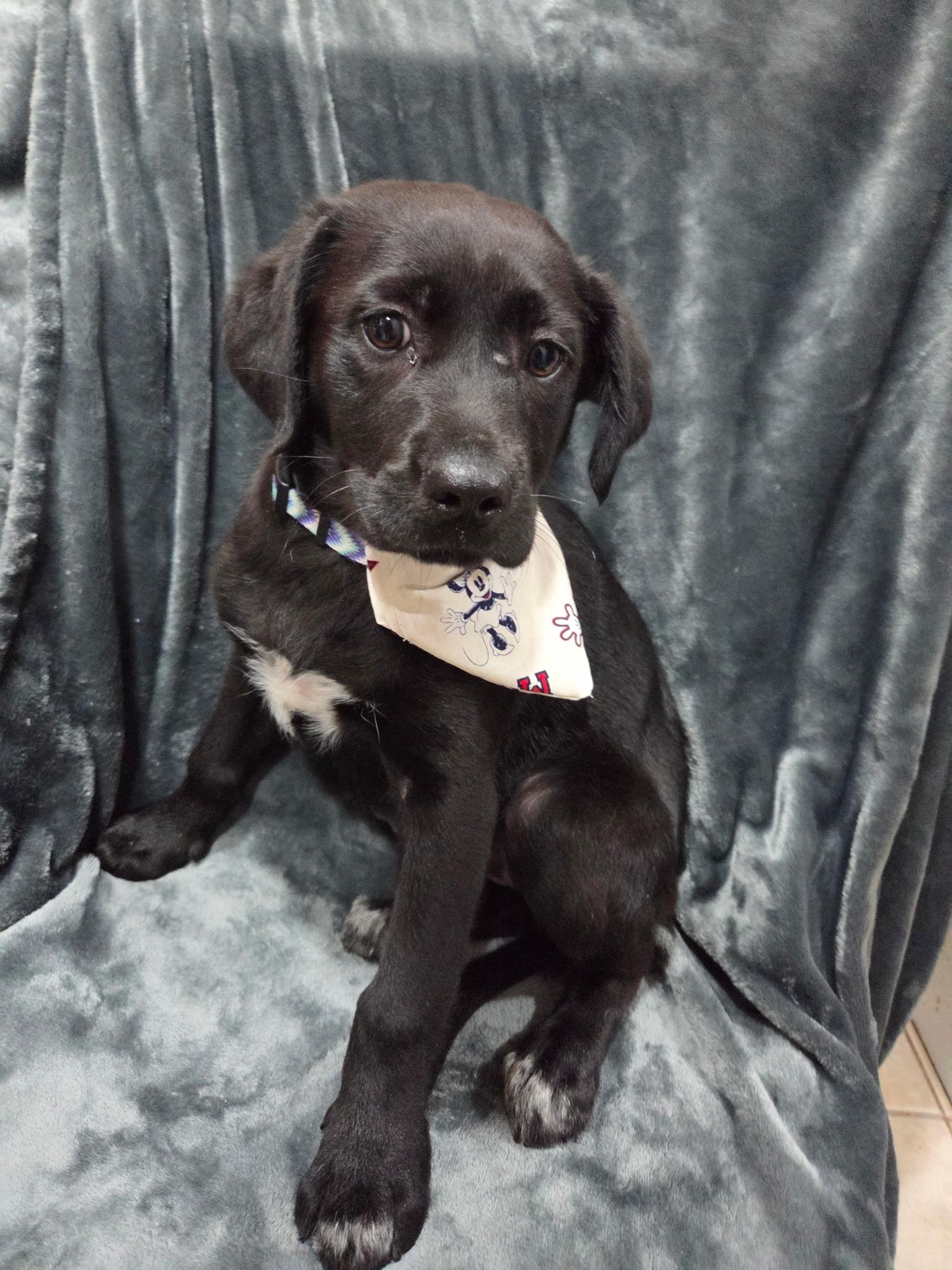 Rosalie , adoptable, Puppy Female Black Labrador Retriever & Labrador Retriever.