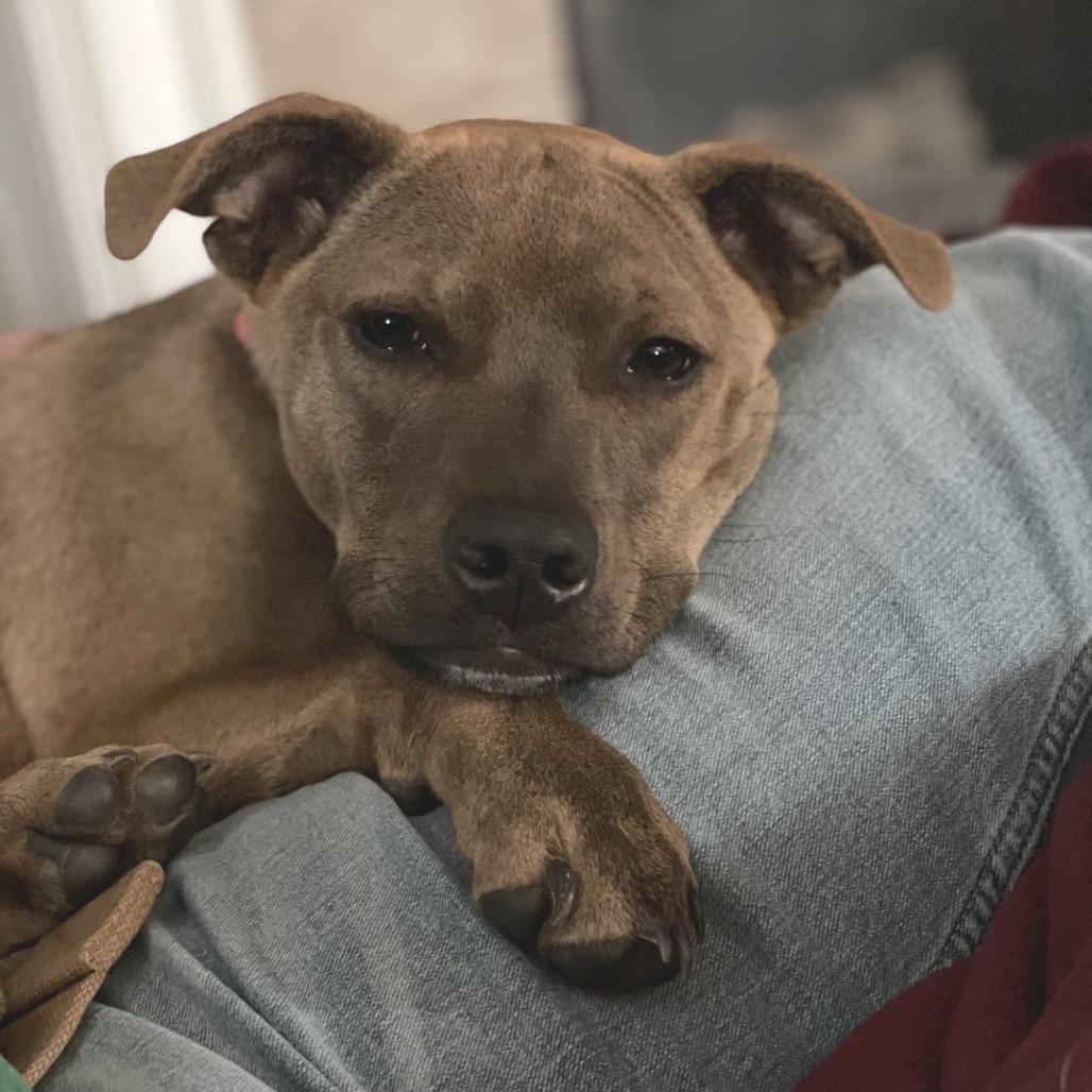 Anna, a Adoptable mixed breed in Kansas City, MO image 1/6