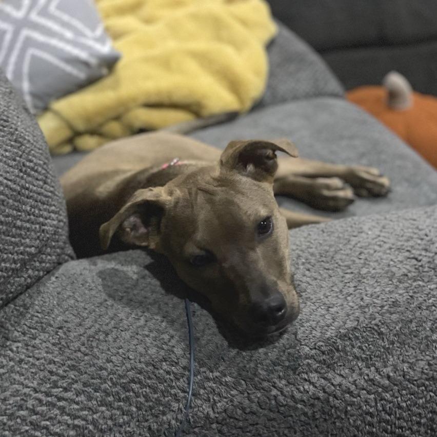 Anna, a Adoptable mixed breed in Kansas City, MO image 2/6