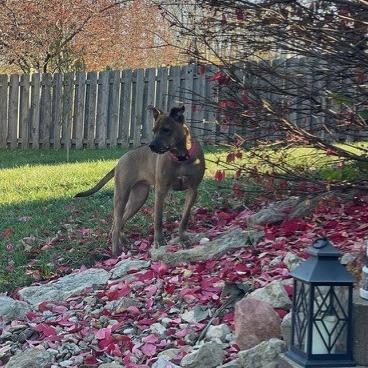 Anna, a Adoptable mixed breed in Kansas City, MO image 3/6