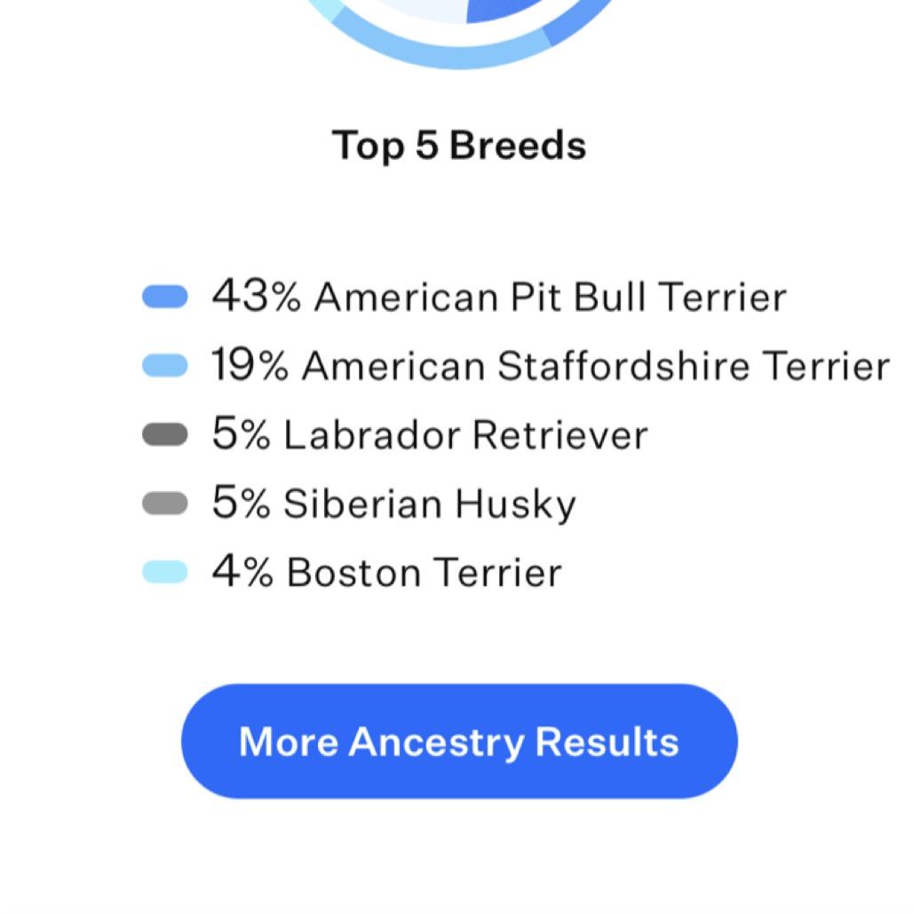 Anna, a Adoptable mixed breed in Kansas City, MO image 4/6