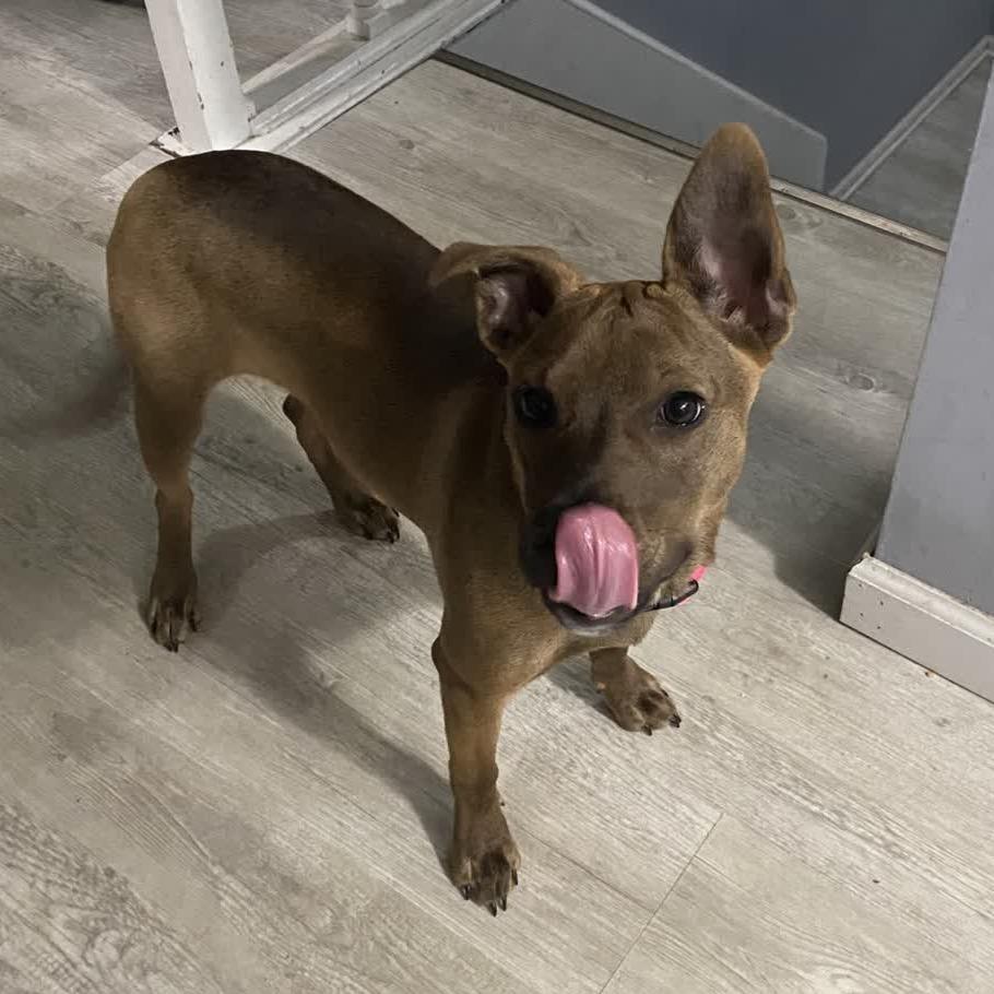 Anna, a Adoptable mixed breed in Kansas City, MO image 5/6