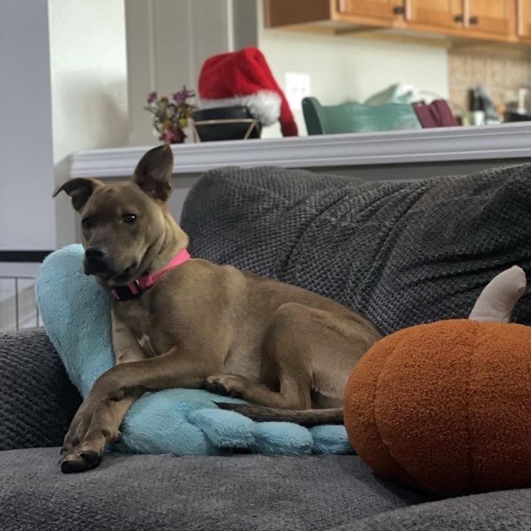 Anna, a Adoptable mixed breed in Kansas City, MO image 6/6