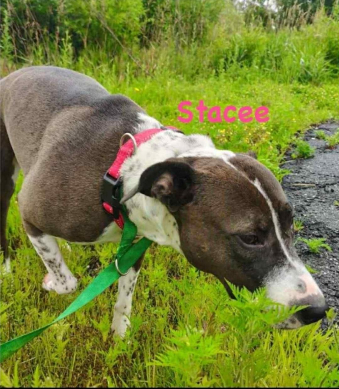 Stacee — thumbnail 2