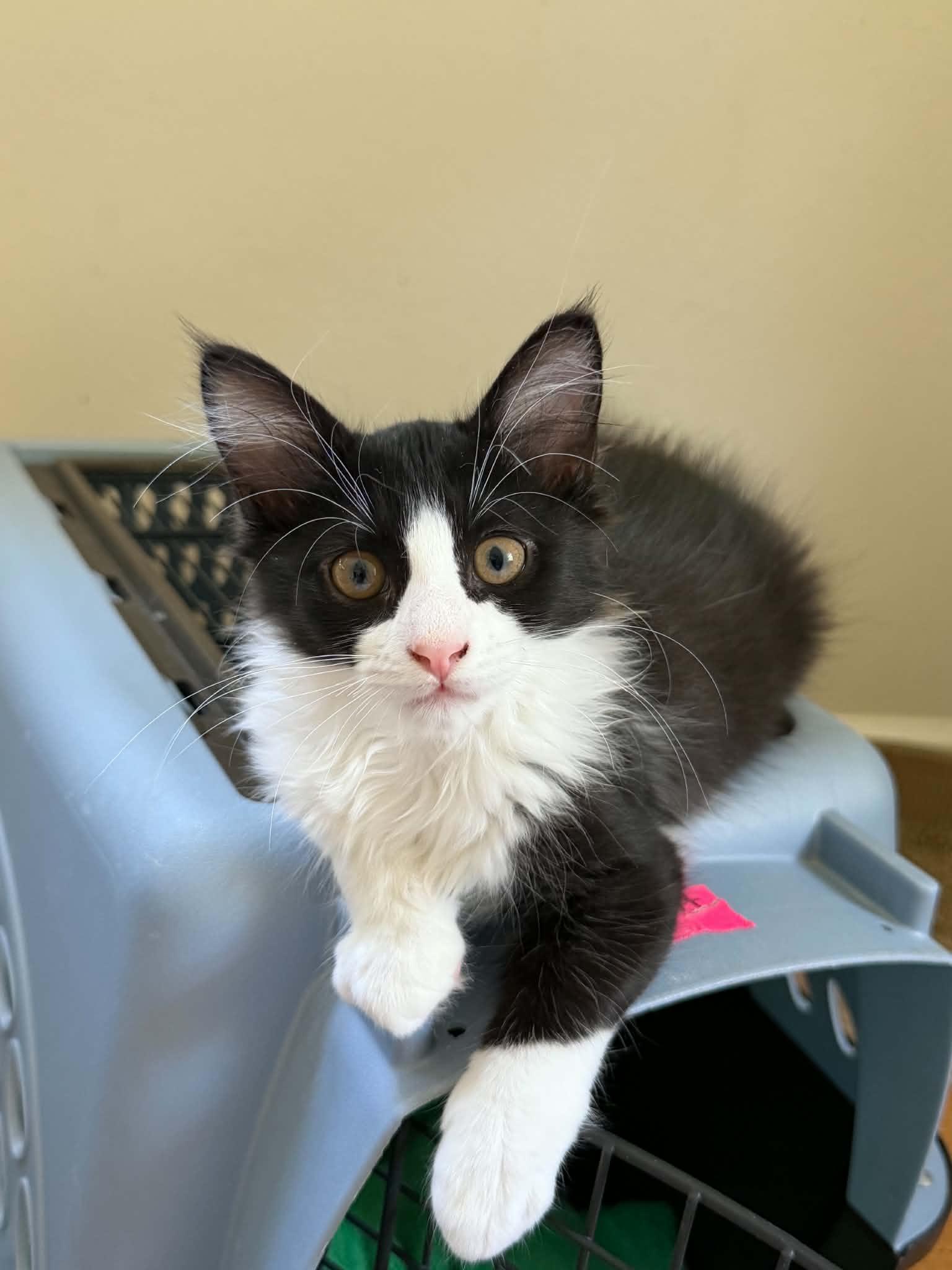 Enlarge Batman, a ADOPTABLE Domestic Medium Hair in Longview, TX image 4/6