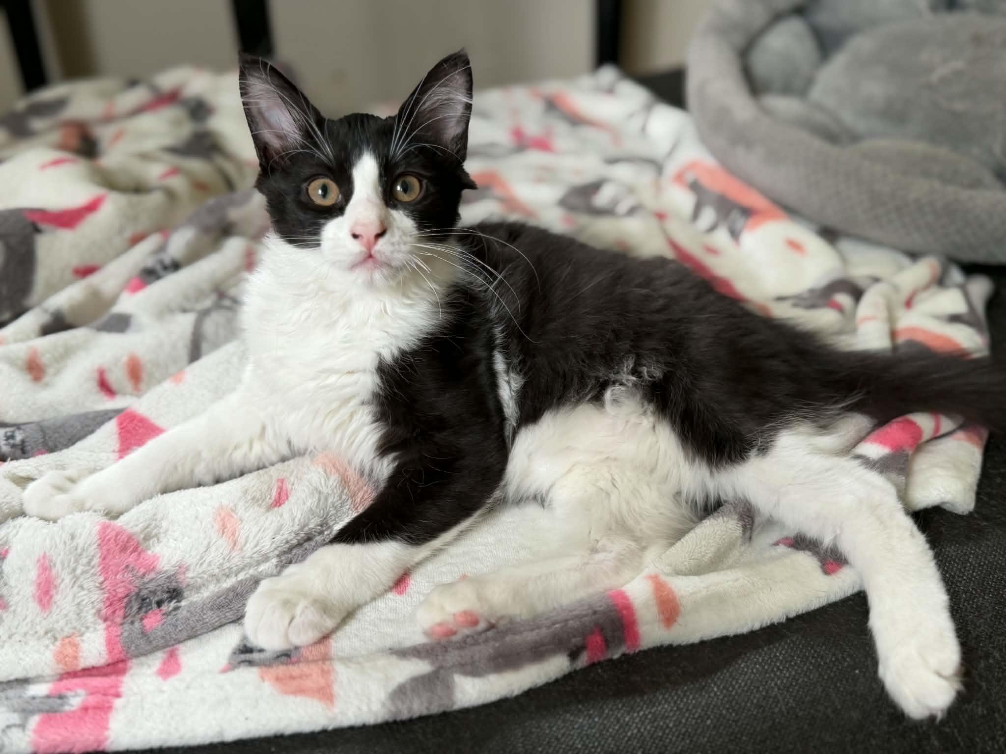 Enlarge Batman, a ADOPTABLE Domestic Medium Hair in Longview, TX image 5/6