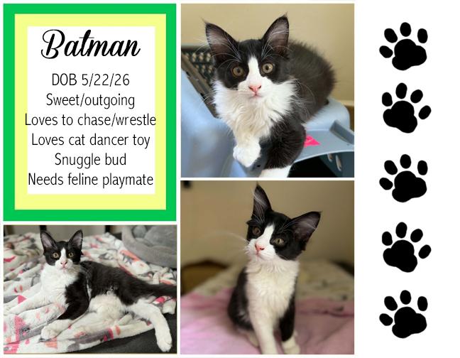 Batman, ADOPTABLE, Young Male Domestic Medium Hair.