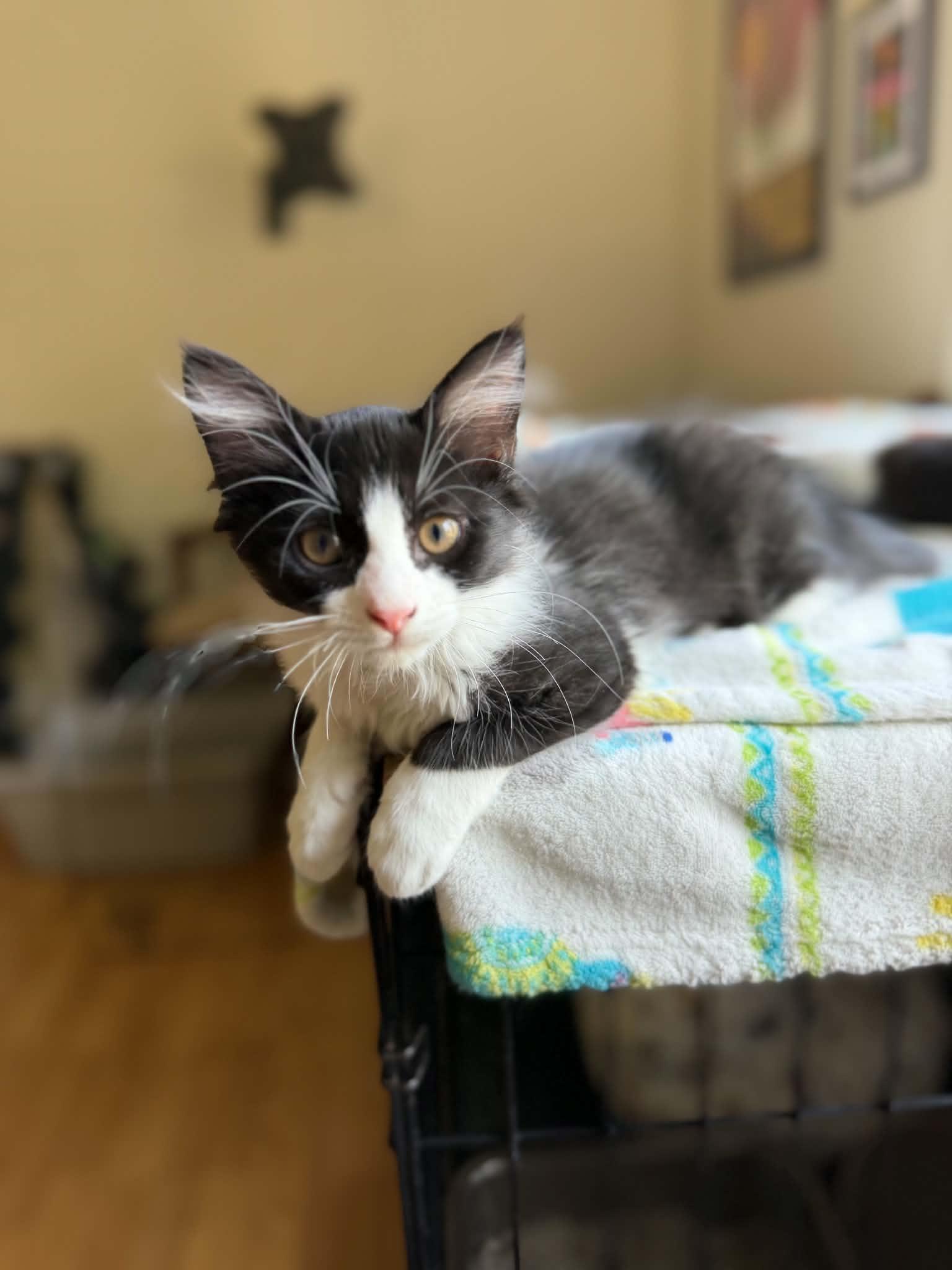 Enlarge Batman, a ADOPTABLE Domestic Medium Hair in Longview, TX image 3/6
