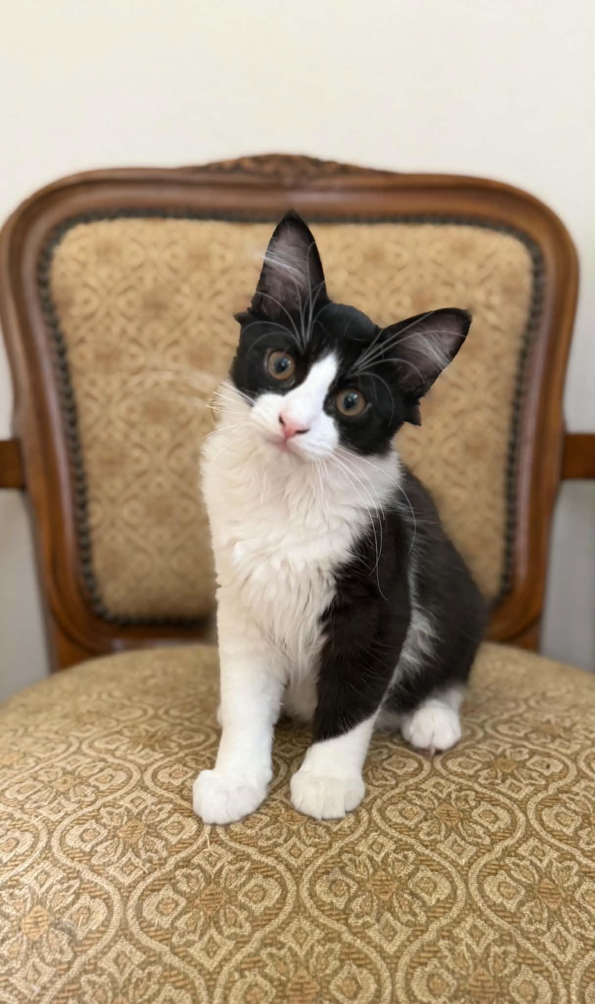 Enlarge Batman, a ADOPTABLE Domestic Medium Hair in Longview, TX image 2/6