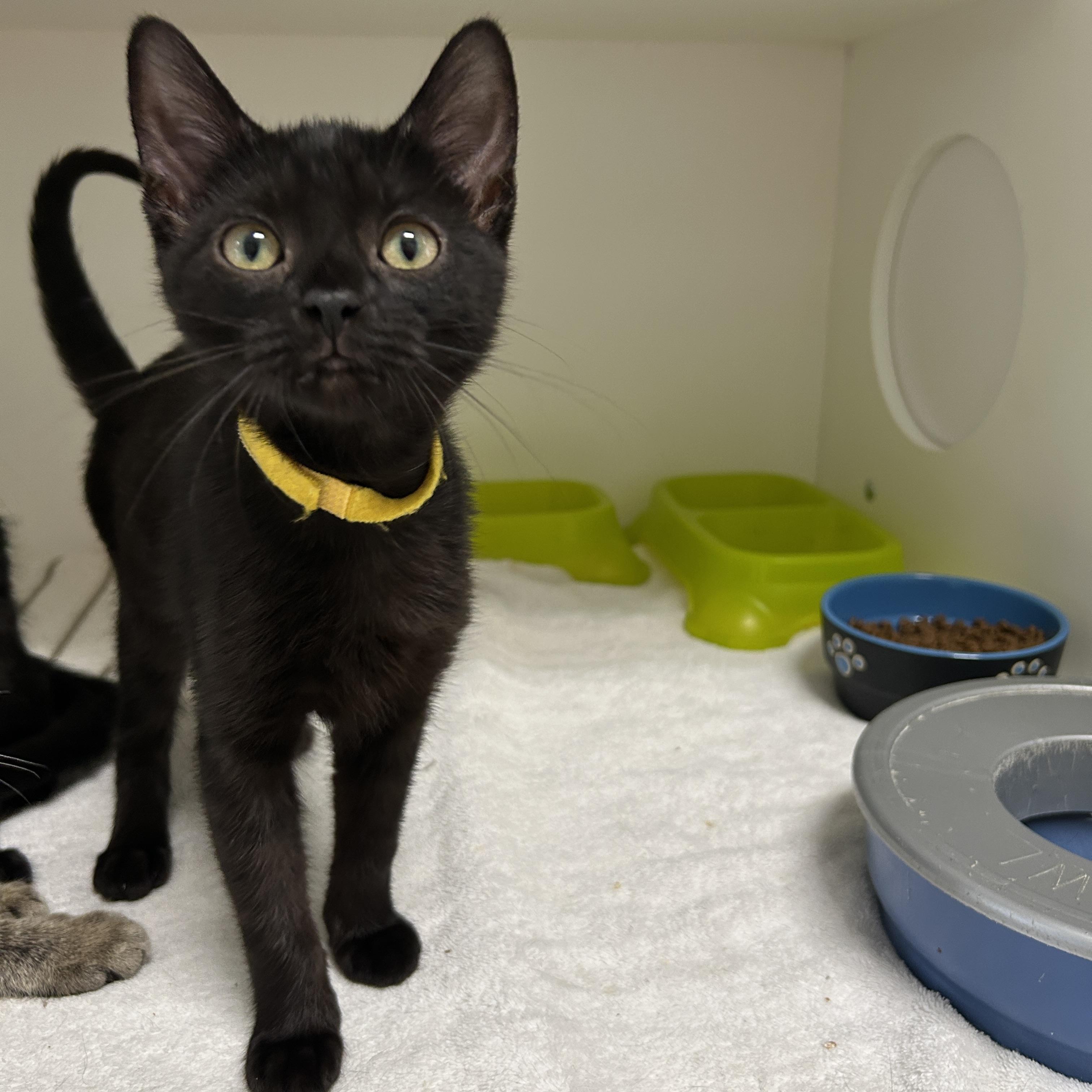 Colette Kitten, Adoptable, Kitten Female Domestic Short Hair.