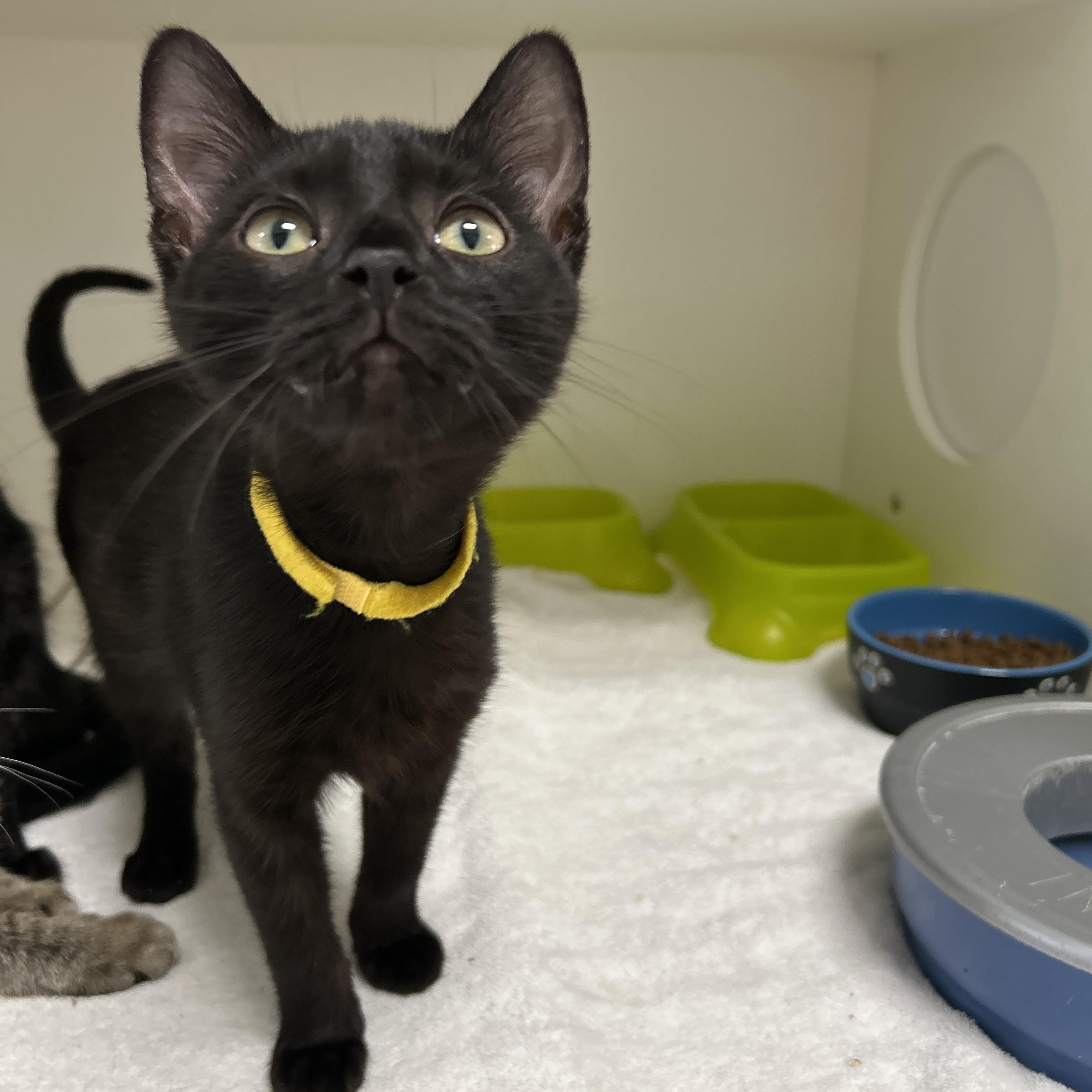 Enlarge Colette Kitten, a Adoptable Domestic Short Hair in La Grange Park, IL image 3/5