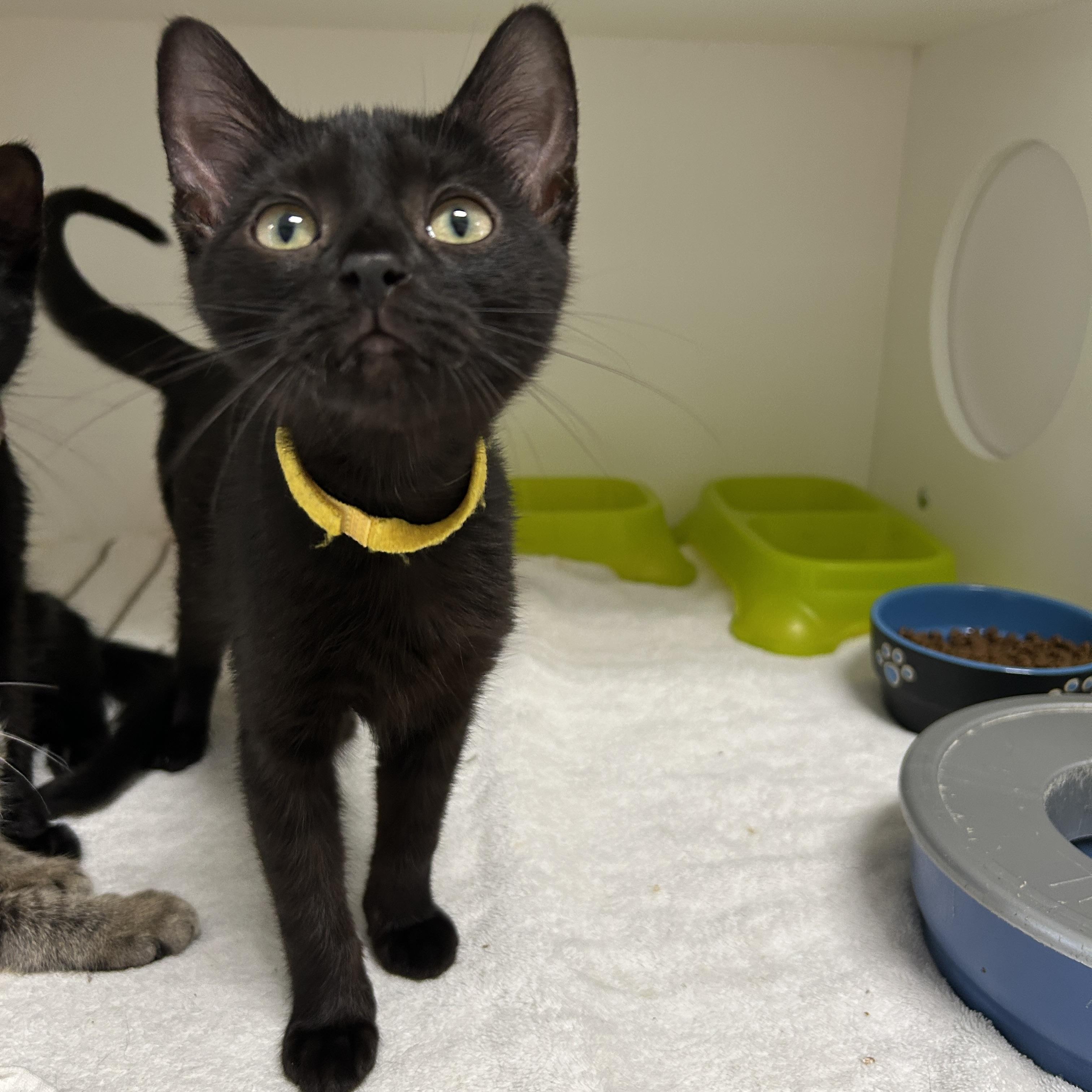 Enlarge Colette Kitten, a Adoptable Domestic Short Hair in La Grange Park, IL image 5/5