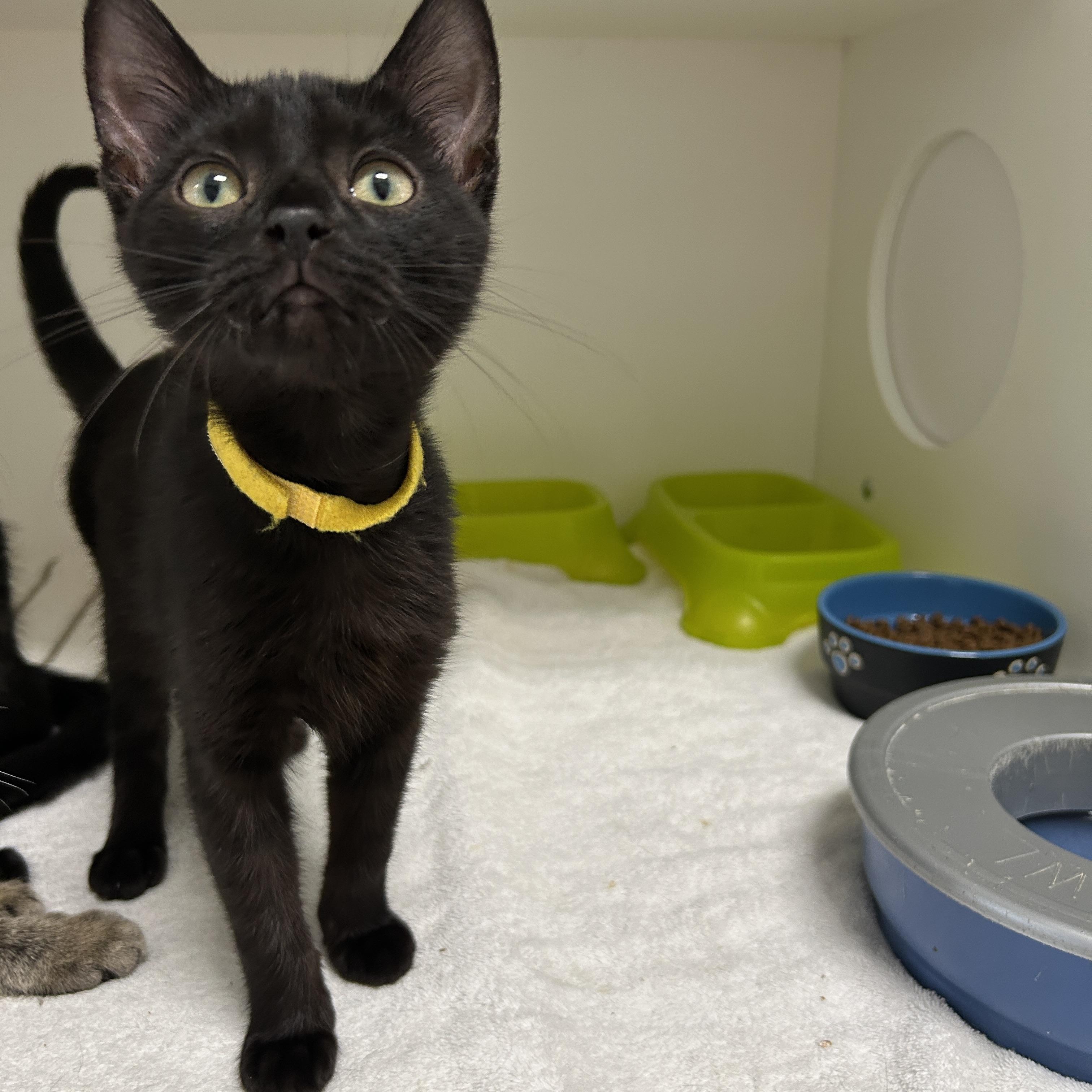 Enlarge Colette Kitten, a Adoptable Domestic Short Hair in La Grange Park, IL image 4/5
