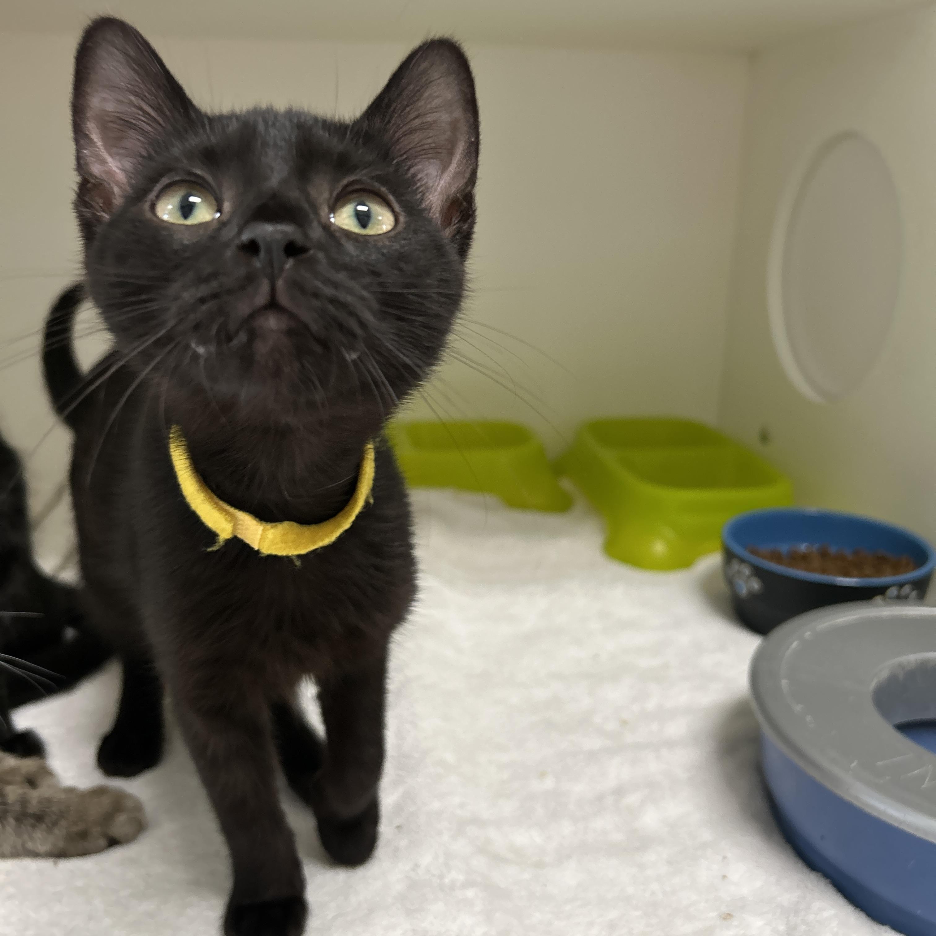Enlarge Colette Kitten, a Adoptable Domestic Short Hair in La Grange Park, IL image 2/5