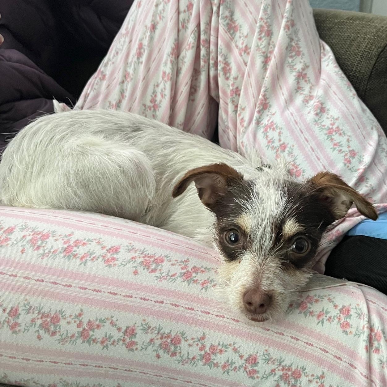 Enlarge Junebug, a ADOPTABLE mixed breed in Pleasanton, CA image 2/4