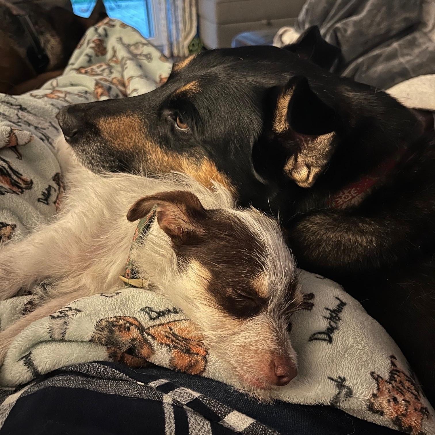 Enlarge Junebug, a ADOPTABLE mixed breed in Pleasanton, CA image 4/4