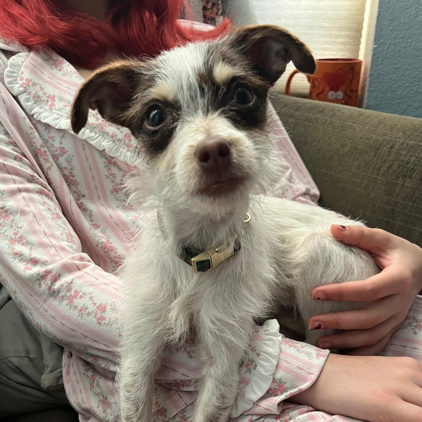 Enlarge Junebug, a ADOPTABLE mixed breed in Pleasanton, CA image 1/4