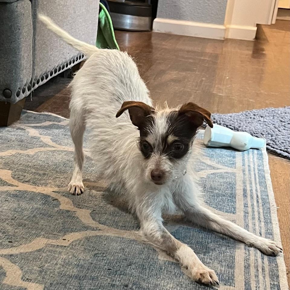 Enlarge Junebug, a ADOPTABLE mixed breed in Pleasanton, CA image 3/4