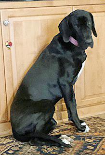 Enlarge Pearl, a ADOPTABLE Great Dane in Poway, CA image 6/6