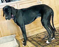 Enlarge Pearl, a ADOPTABLE Great Dane in Poway, CA image 2/6