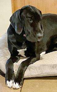 Enlarge Pearl, a ADOPTABLE Great Dane in Poway, CA image 5/6