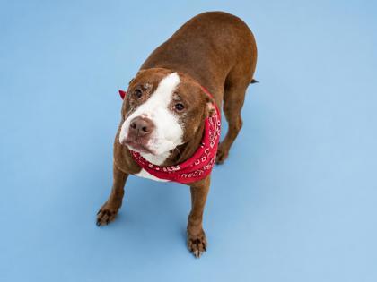 Bullitt, Adoptable, Adult Male Pit Bull Terrier & Mixed Breed.