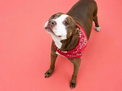 Enlarge Bullitt, a Adoptable mixed breed in Bowling Green, KY image 2/2