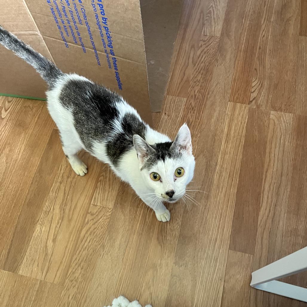 Sugar, a Adoptable Domestic Short Hair in Tacoma, WA image 1/2
