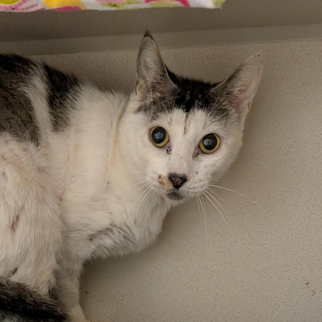 Enlarge SUGAR, a Adoptable Domestic Short Hair in Tacoma, WA image 1/1