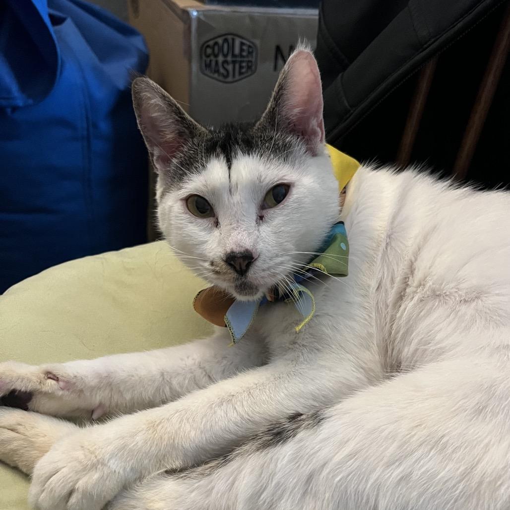 Sugar, a Adoptable Domestic Short Hair in Tacoma, WA image 2/2