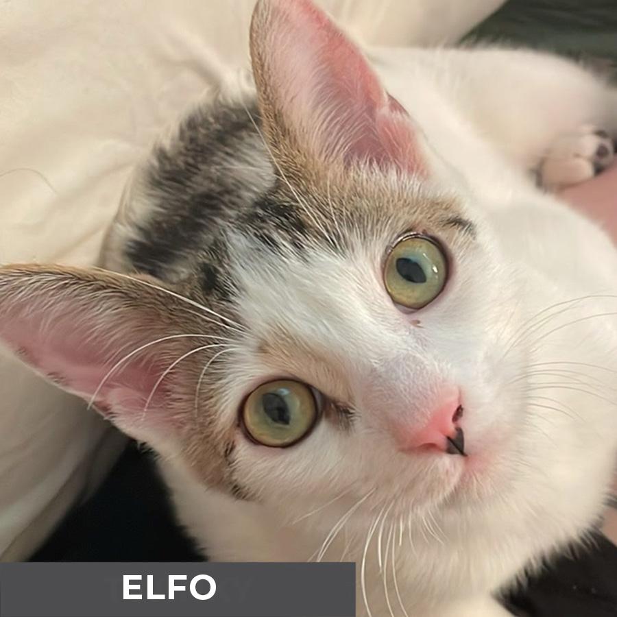 Elfo