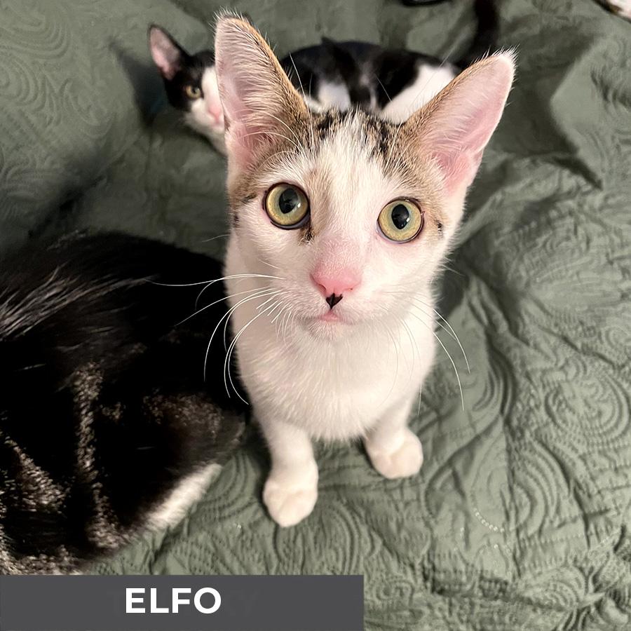 Elfo