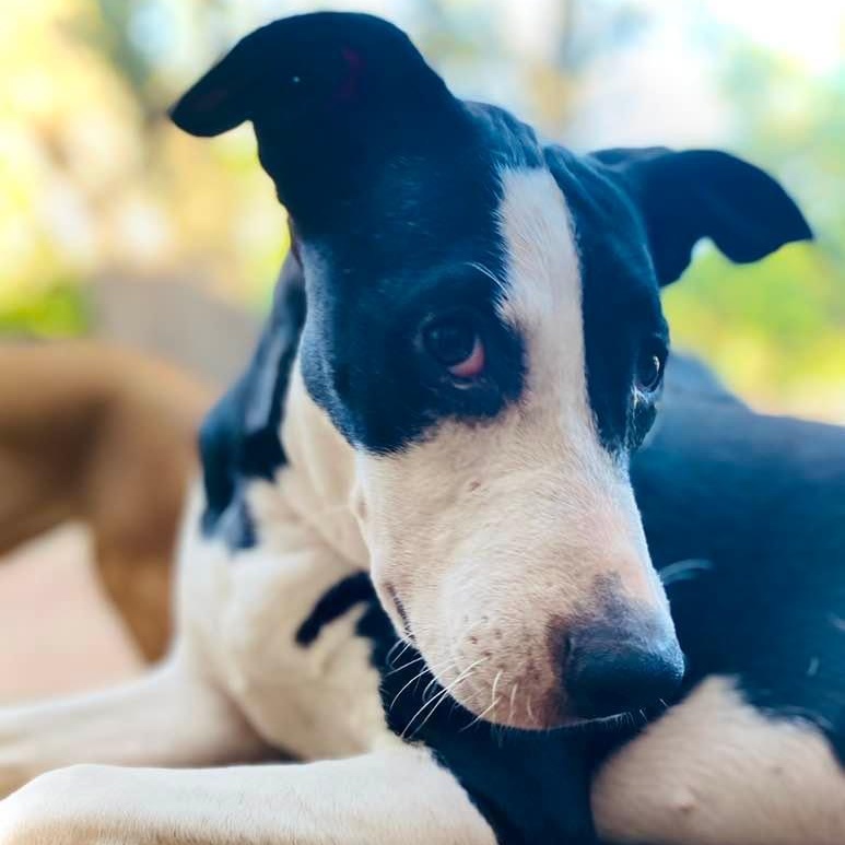 Enlarge Piccadilly, a Adoptable mixed breed in St. Charles, MO image 6/6