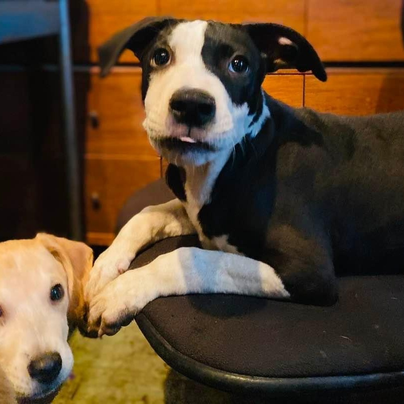 Enlarge Piccadilly, a Adoptable mixed breed in St. Charles, MO image 2/6