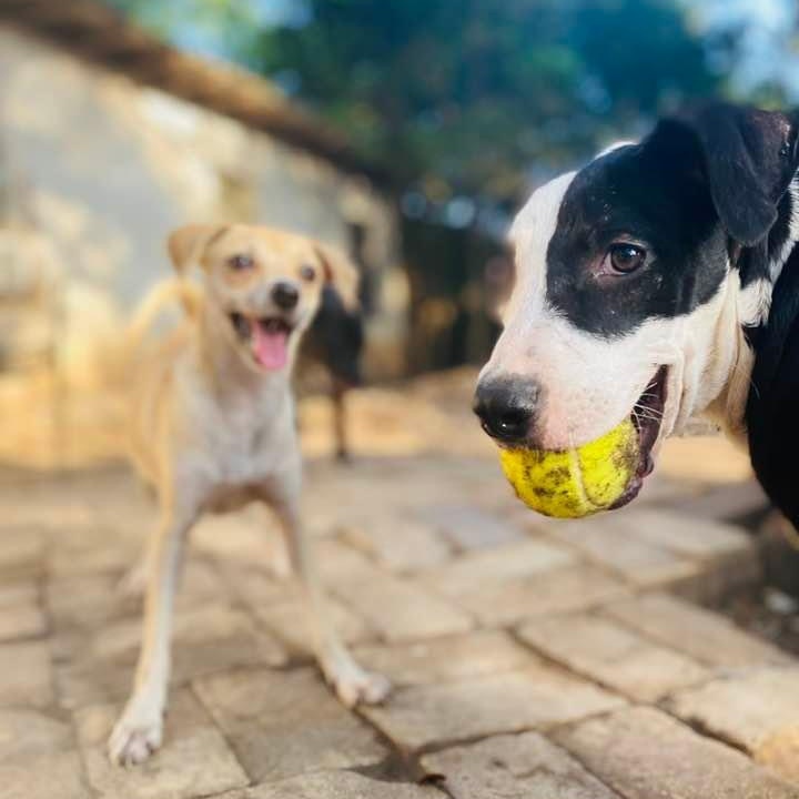 Enlarge Piccadilly, a Adoptable mixed breed in St. Charles, MO image 5/6
