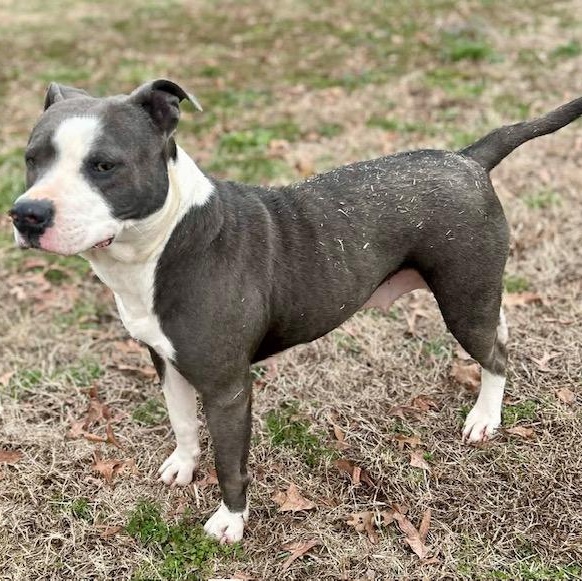 Violet - new pics!, a Adoptable mixed breed in Watertown, CT image 5/6