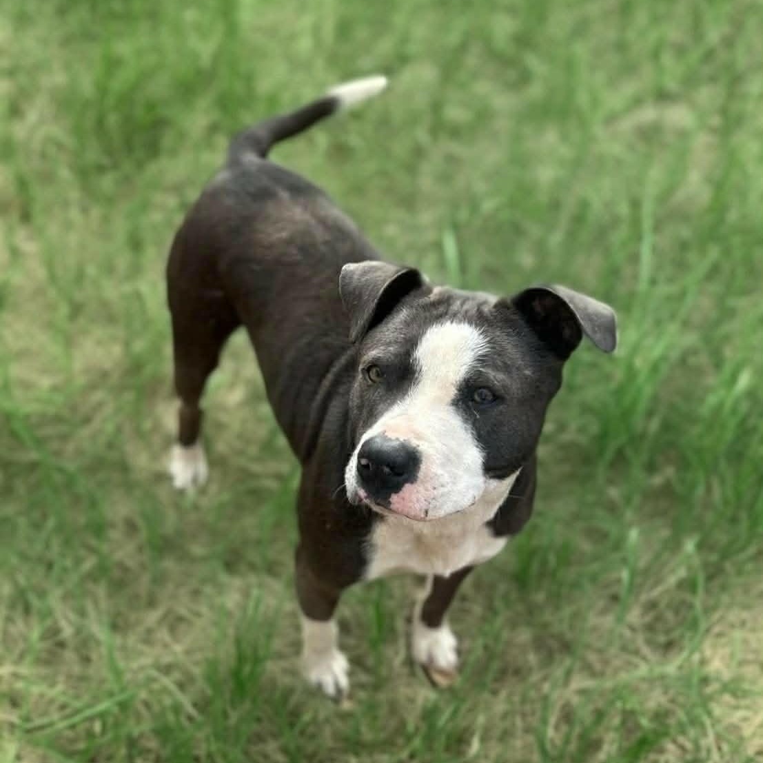 Violet, Adoptable, Adult Female Pit Bull Terrier & American Bully.