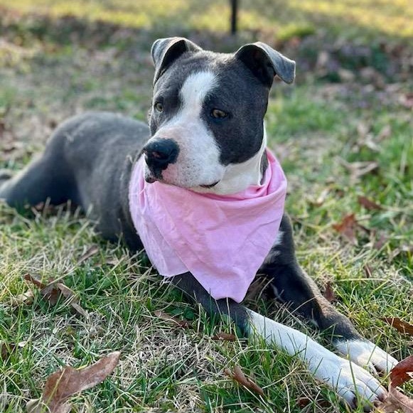 Violet - all new pictures!, Adoptable, Adult Female Pit Bull Terrier & American Bully.