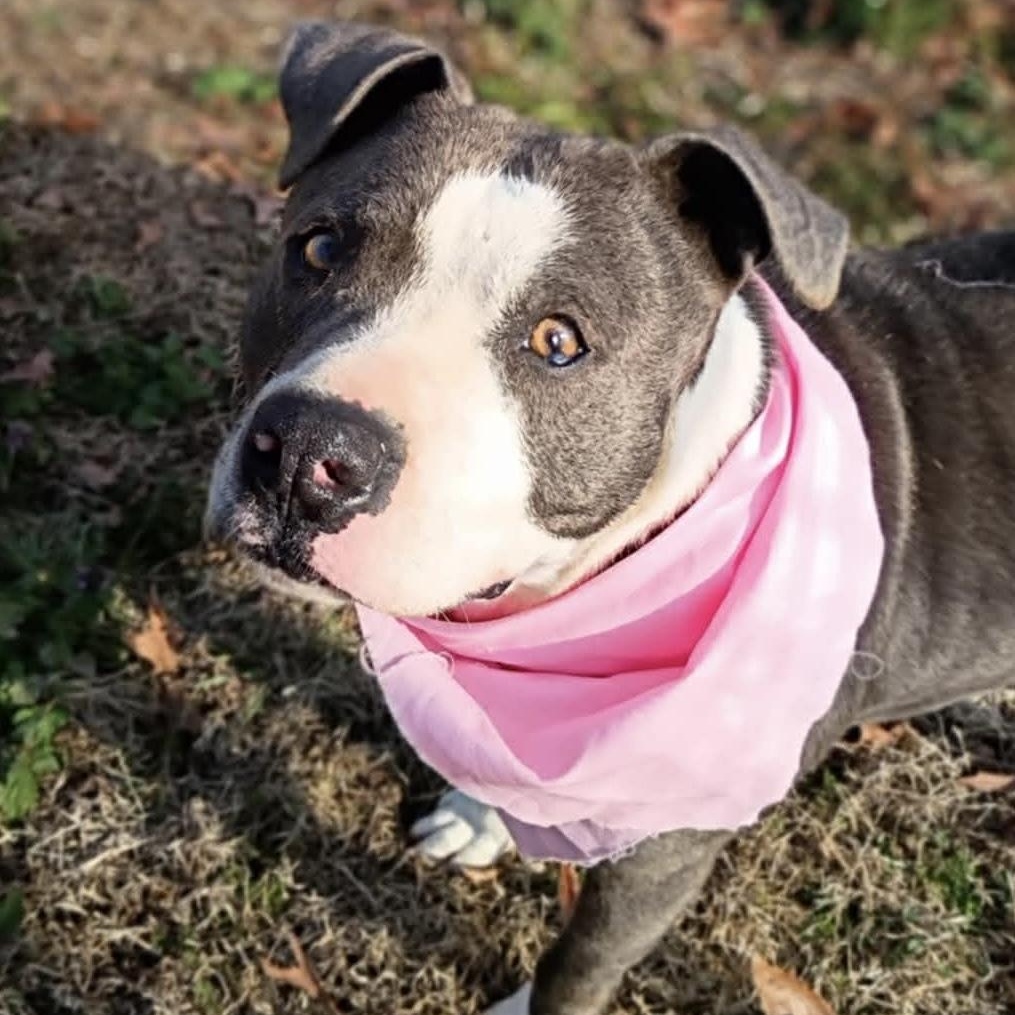 Violet - all new pictures!, a Adoptable mixed breed in Watertown, CT image 6/6