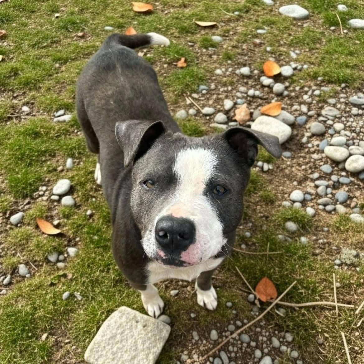 Enlarge Violet, a Adoptable mixed breed in Watertown, CT image 6/6