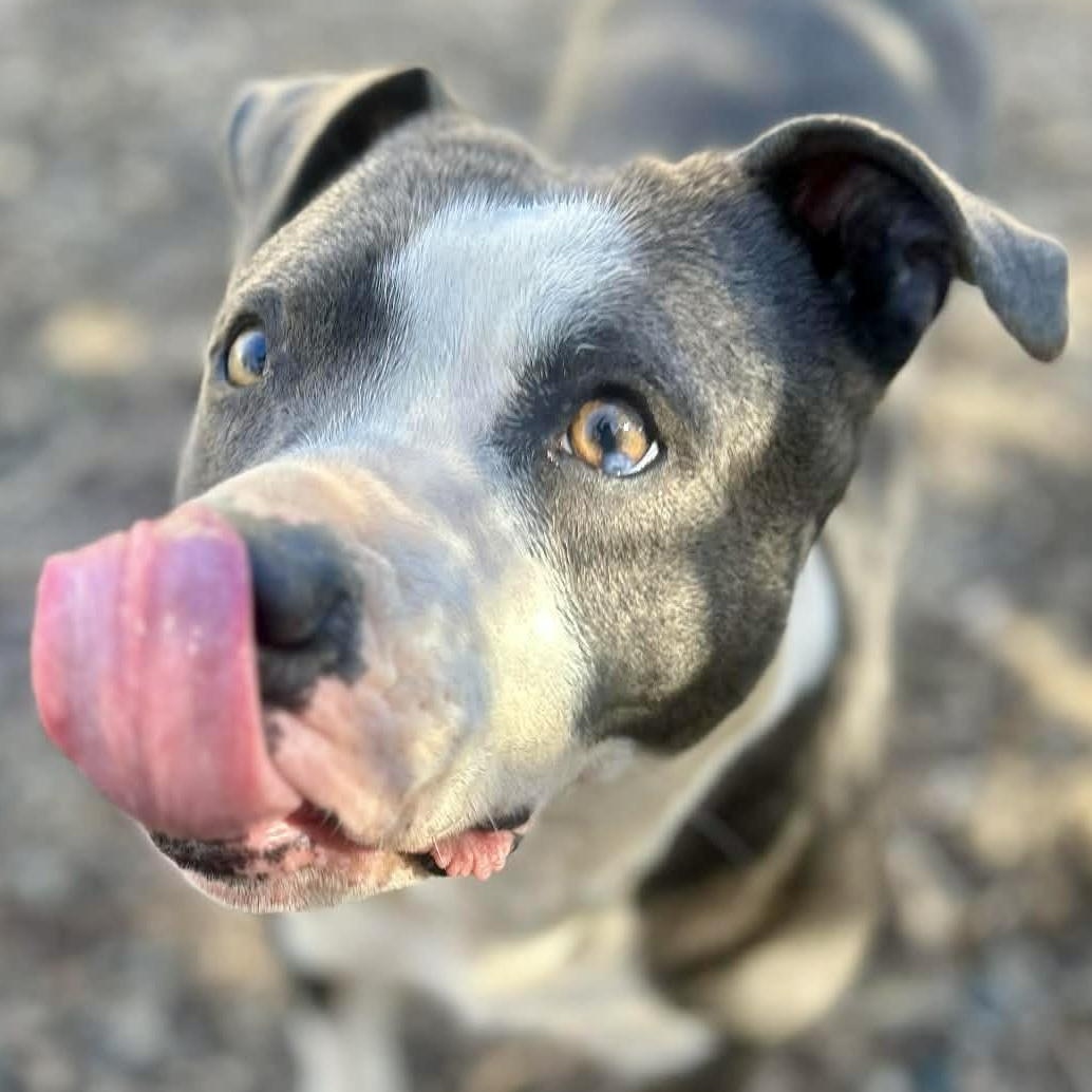 Violet - new pics!, Adoptable, Adult Female Pit Bull Terrier & American Bully.